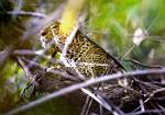Male Leopard 3-